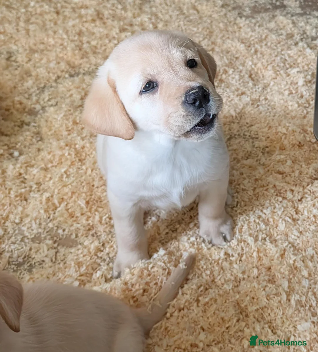 Labrador Retriever dogs for sale: Beautiful show bred family pets  - Advert 2