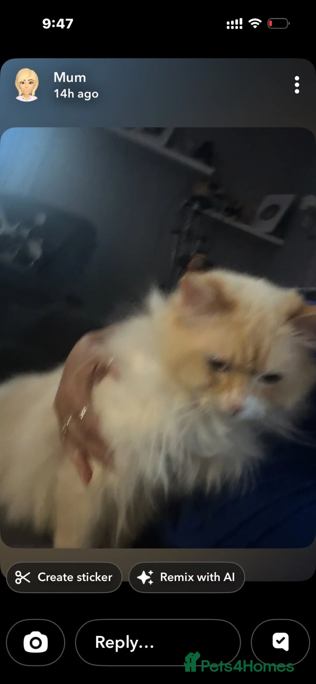 Persian cats for sale: Last boy  - Advert 2
