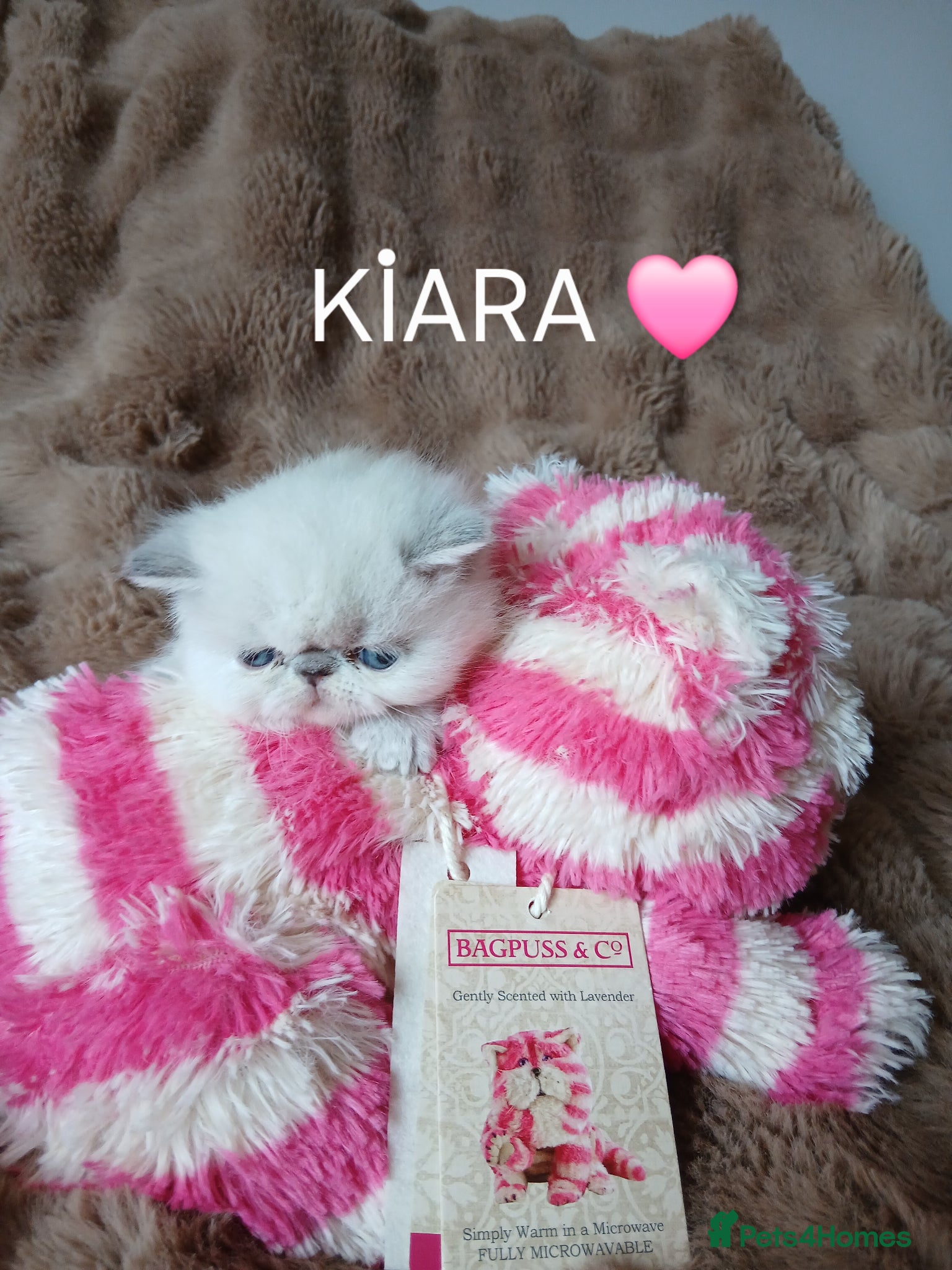 Persian cats Stunning Persian Exotics long haired and short - Advert 3