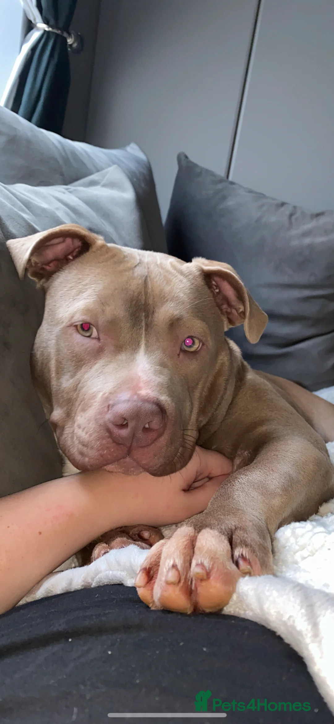 American Bully dogs for sale: American bully  - Advert 3