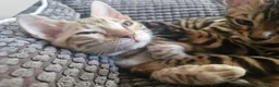 Bengal cats for sale: TICA Genetic Health Tested Kittens - Advert 29