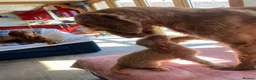 Hungarian Vizsla dogs for sale: LOVINGLY HANDLED WH HUNGARIAN vizsla puppies - Advert 23