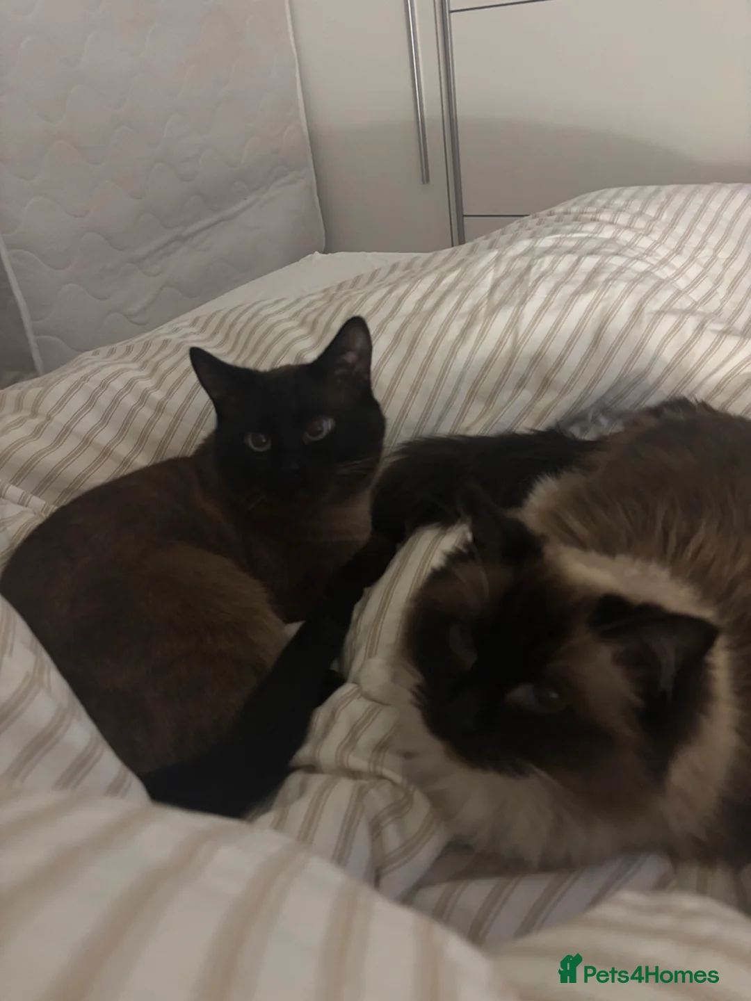 Ragamese cats for sale: Ragamise kittens  - Advert 2