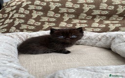 British Shorthair cats for sale: British Shorthair x Ragdoll kittens  - Image 11