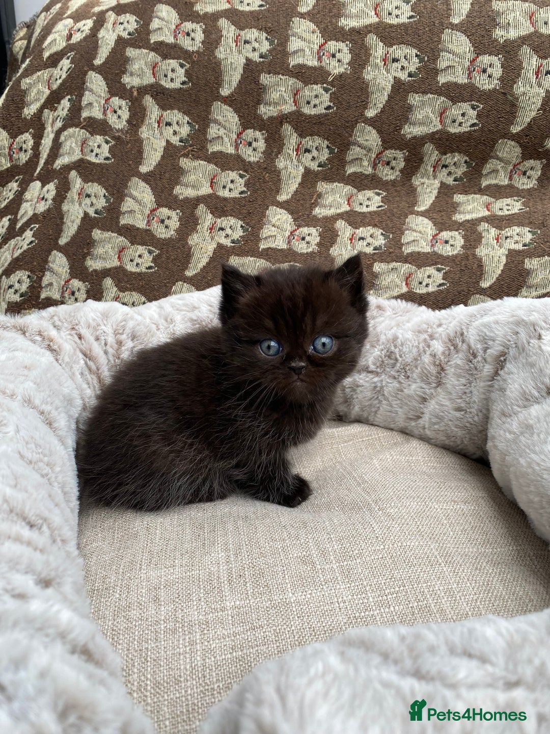 British Shorthair cats for sale: British Shorthair x Ragdoll kittens  - Image 11