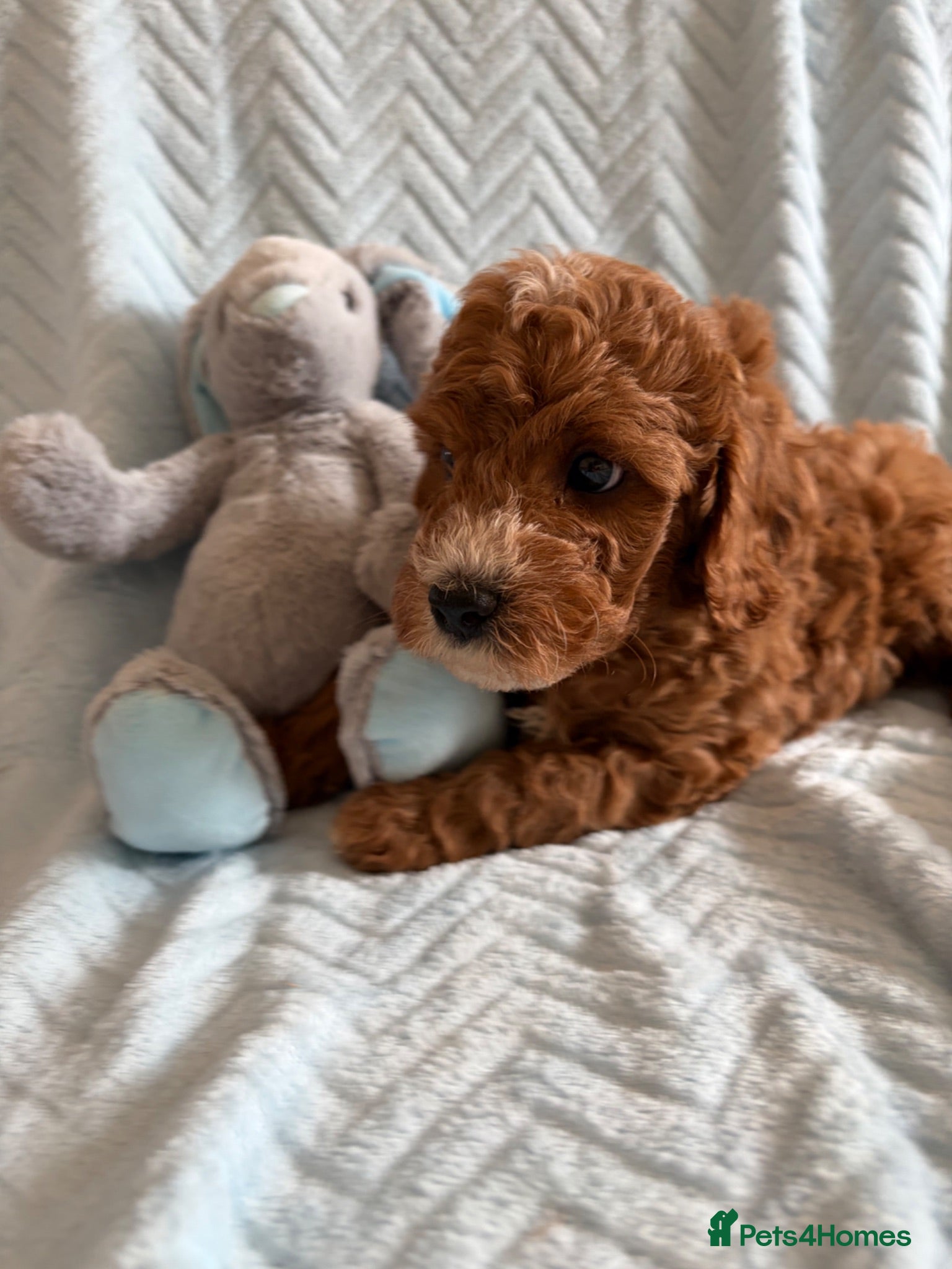 Cavapoo dogs Gorgeous F1B Cavapoo puppies - Advert 2