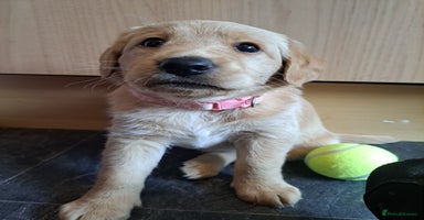 Labradoodle dogs - Advert 8