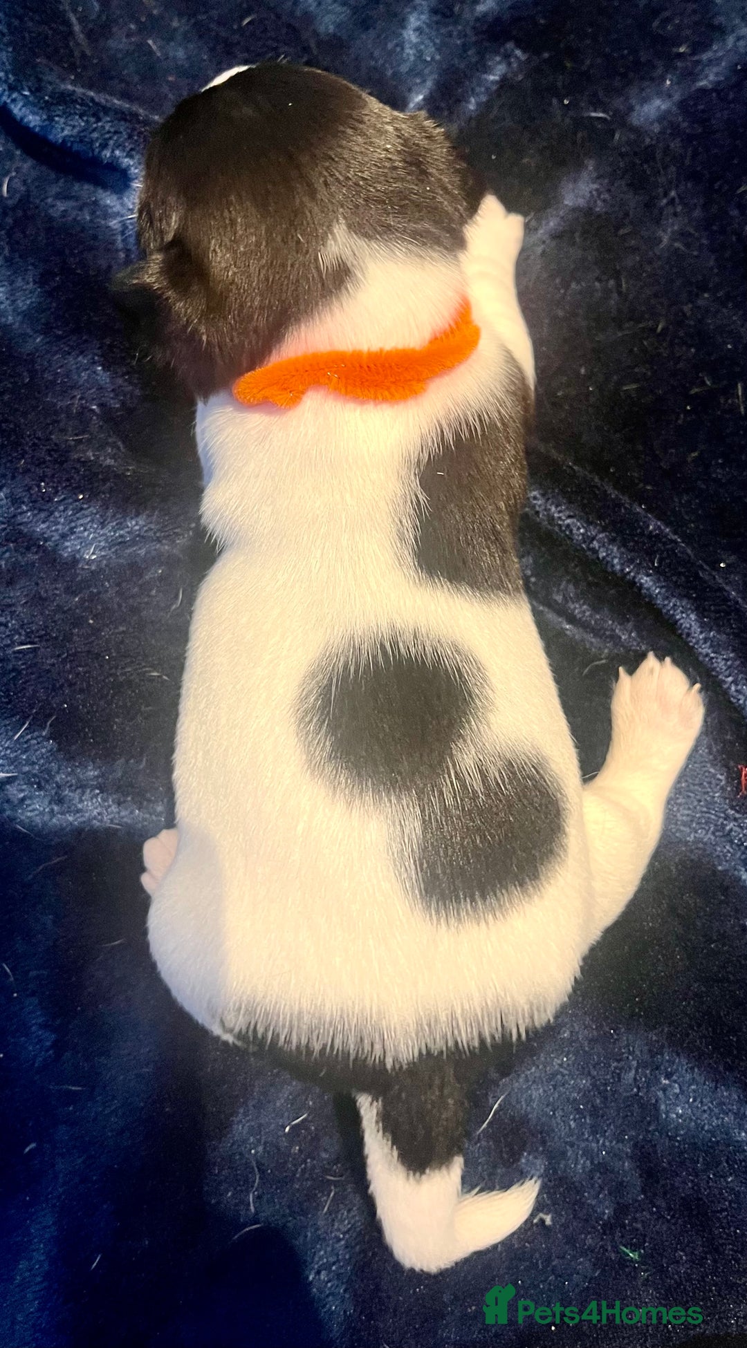 Mixed Breed dogs for sale: First litter of 7 Jack Russel puppies  - Image 12