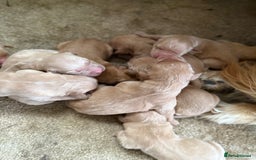 Golden Retriever dogs for sale: Stunning Top Quality Lines Golden Retriever Pups - Image 8