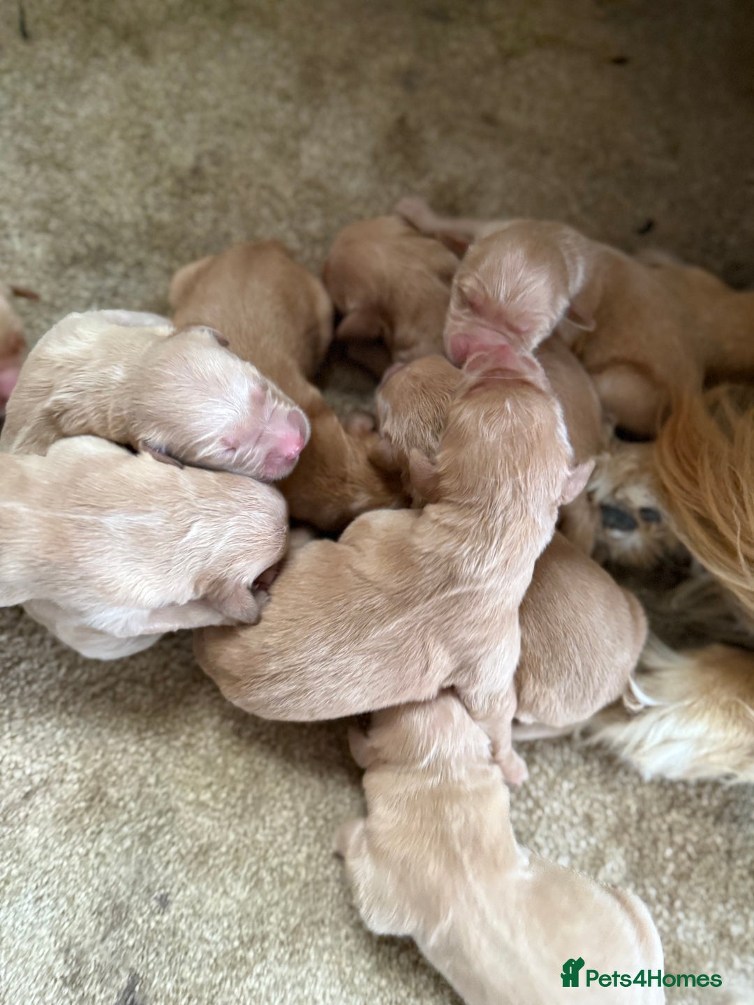 Golden Retriever dogs for sale: Stunning Top Quality Lines Golden Retriever Pups - Image 8
