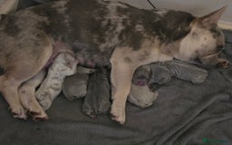 French Bulldog dogs for sale: luxury frenchies - Image 16