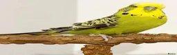 Budgerigars birds for sale: Wilson the budgie ( VERY TAME)  - Advert 1