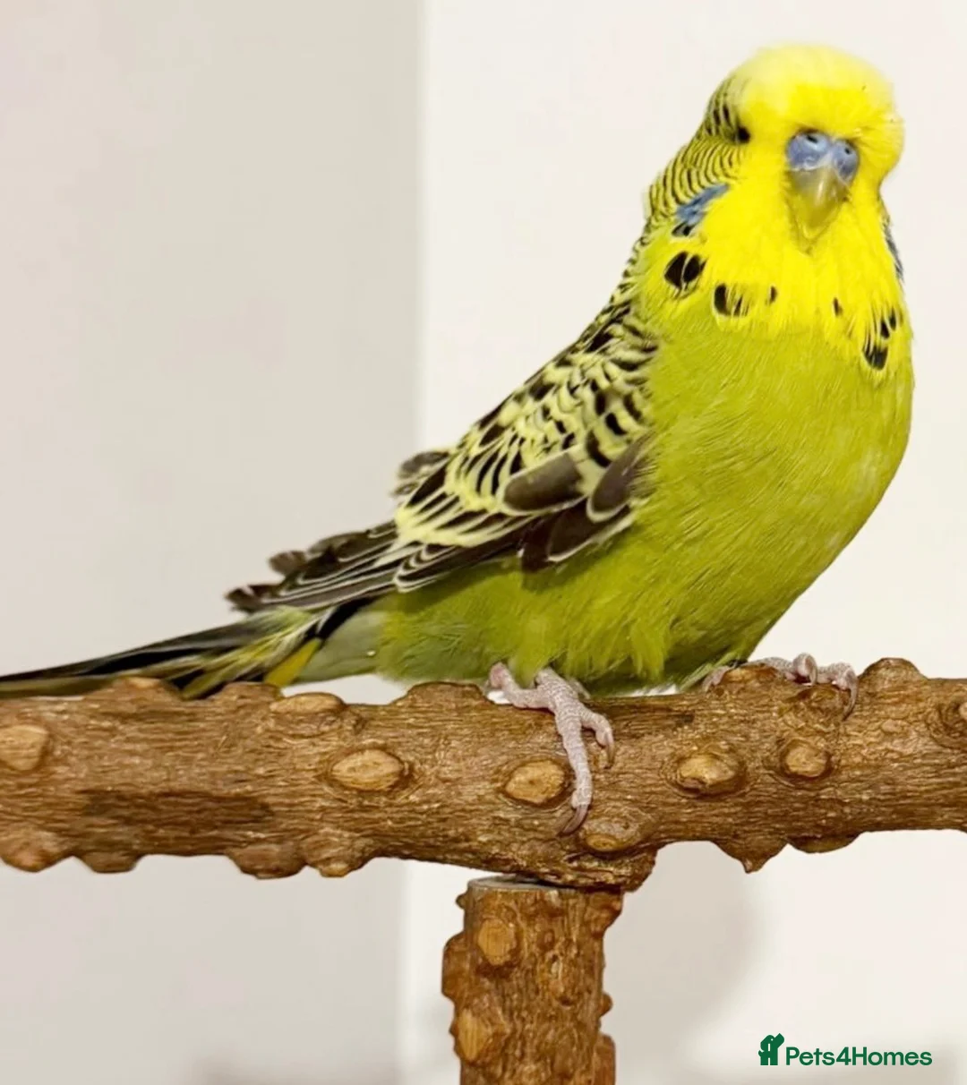 Budgerigars birds for sale: Wilson the budgie ( VERY TAME)  - Advert 1