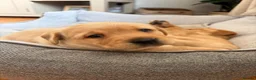 Labrador Retriever dogs for sale: Gorgeous pedigree Labrador puppies  in Cumnock - Advert 9