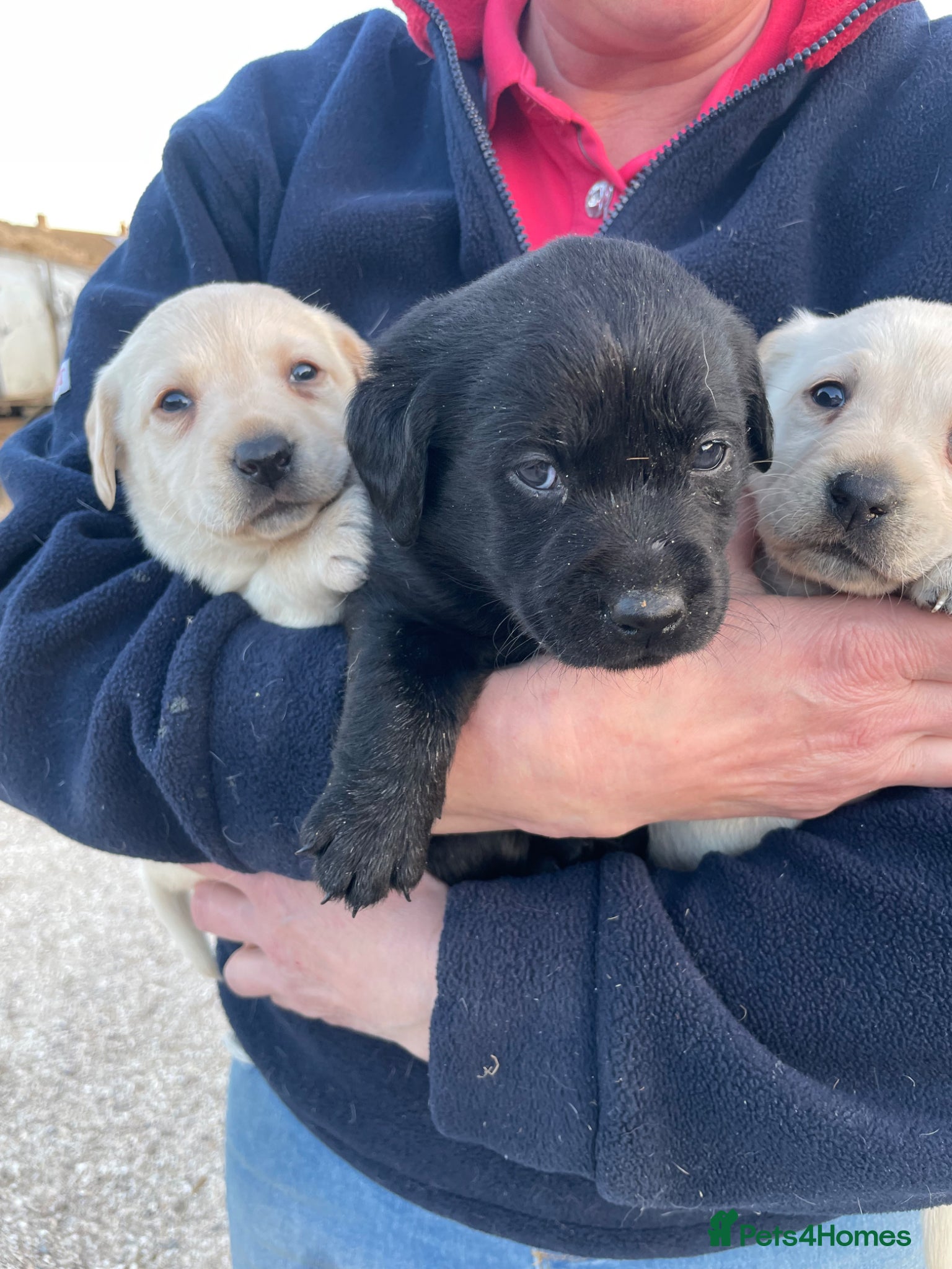 Labrador Retriever dogs Labrador puppies KC reg Health tested - Advert 18