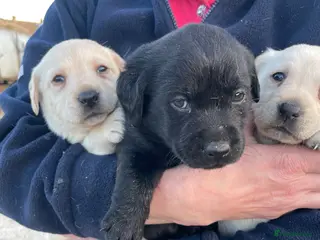 Labrador Retriever dogs Labrador puppies KC reg Health tested - Advert 18