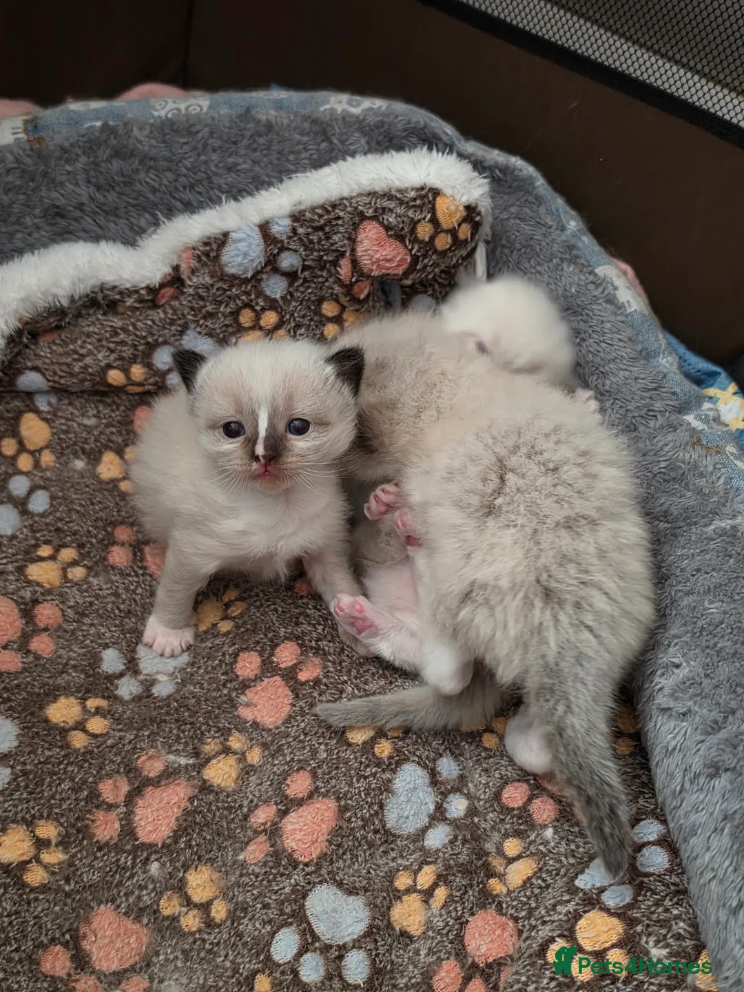 Ragdoll cats for sale: Full pedigree Ragdolls  - Advert 2