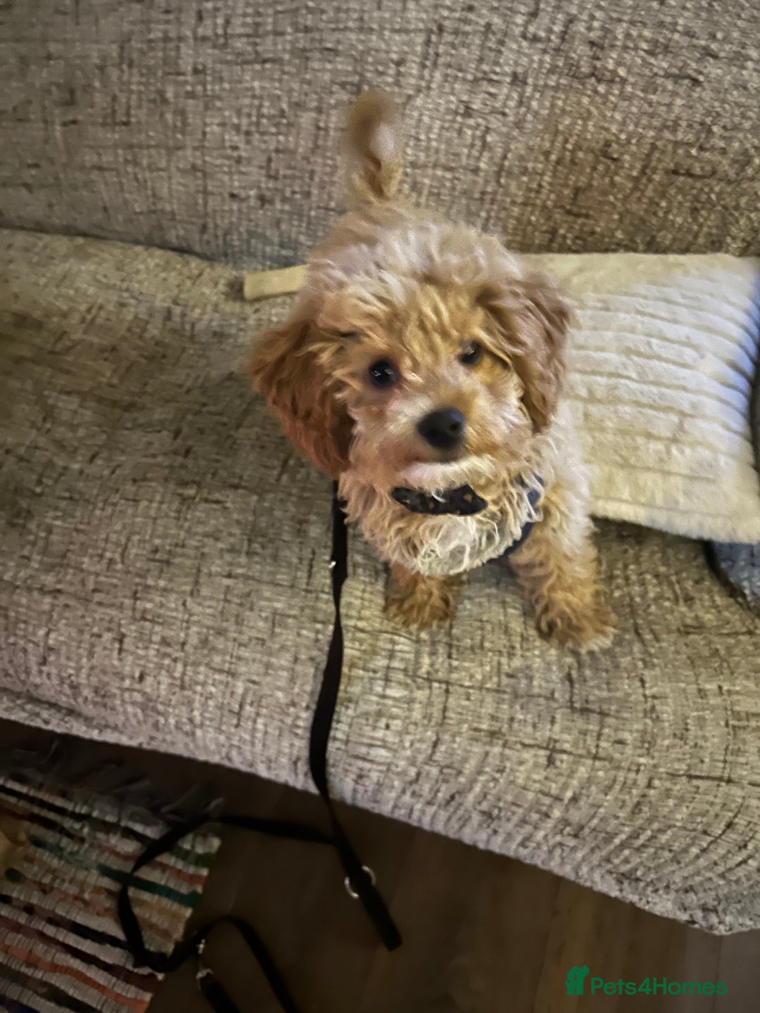 Cavachon dogs for sale: Cavapoochon  - Image 2