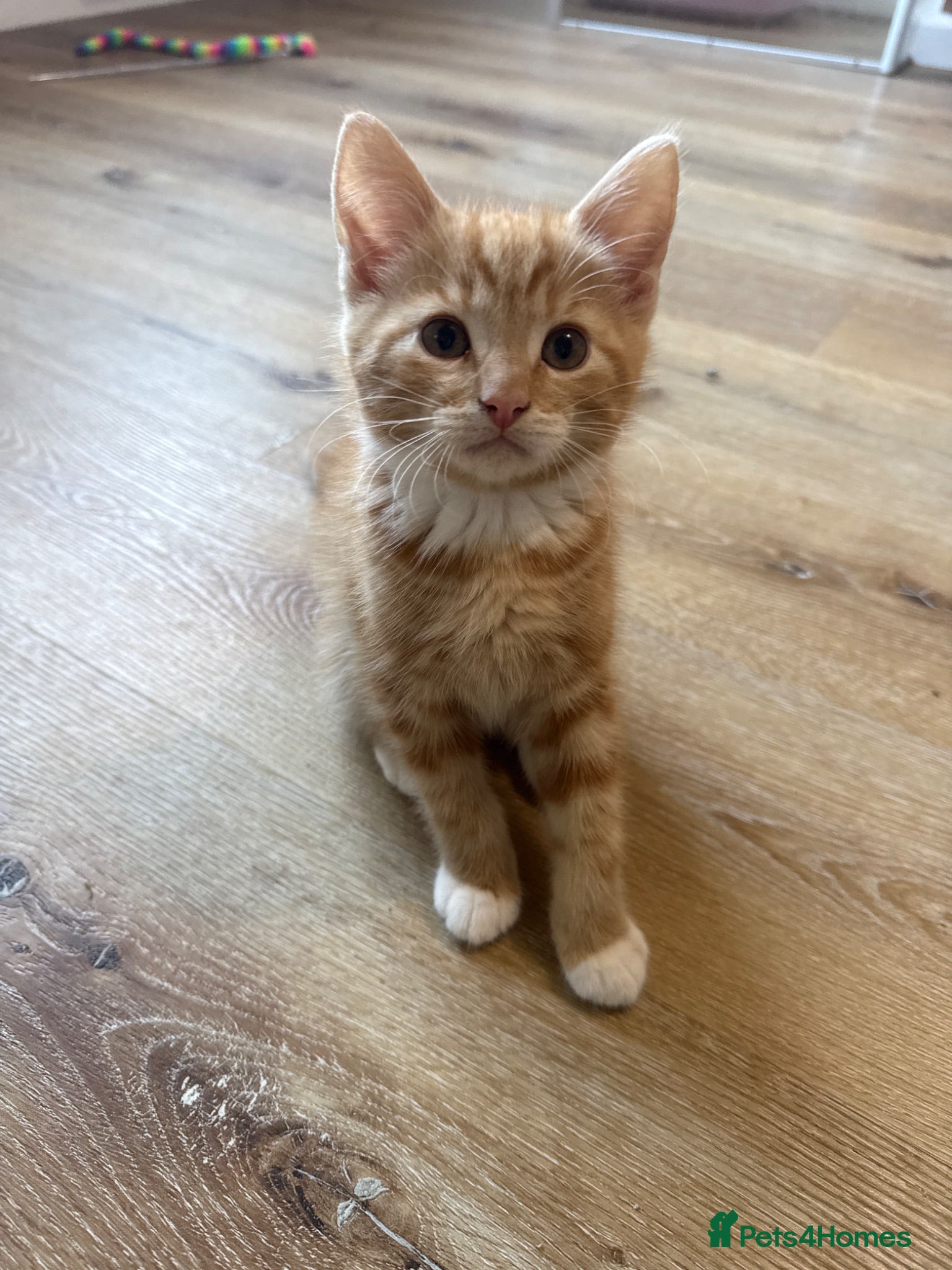 Mixed Breed cats Persian cross ginger male! READY NOW🩷 - Advert 2