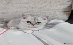 Scottish Fold cats for sale: Scottish straight boys - Image 3