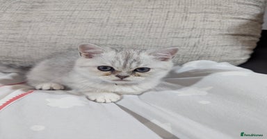 Scottish Fold cats - Advert 6