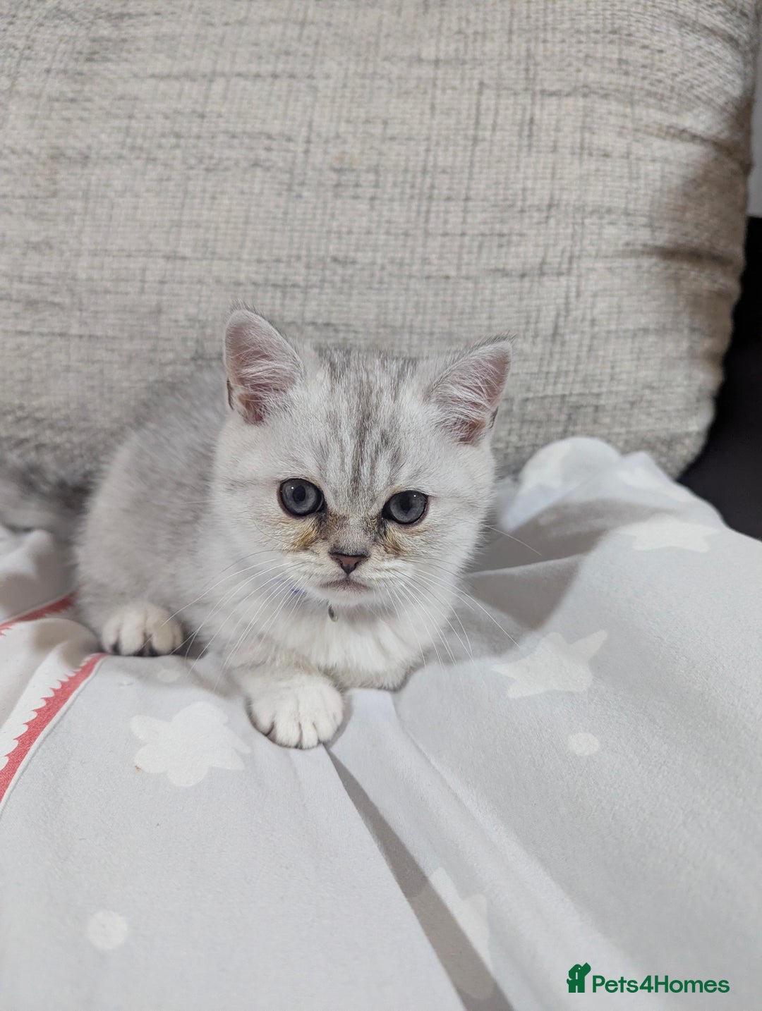Scottish Fold cats for sale: Scottish straight boys - Image 3