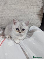 Scottish Fold cats - Advert 5