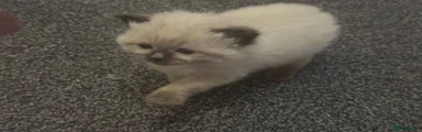 Ragdoll 4