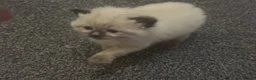 Ragdoll cats for sale: Adorable Beautiful Seal Mitted Ragdoll Kittens  - Advert 8