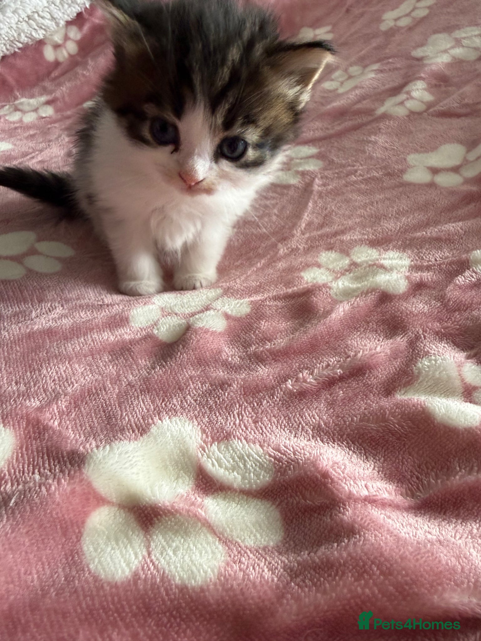 Domestic Shorthair cats Beautiful kittens 5* homes  - Advert 1