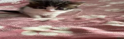 Domestic Shorthair cats for sale: Beautiful kittens 5* homes  - Advert 22
