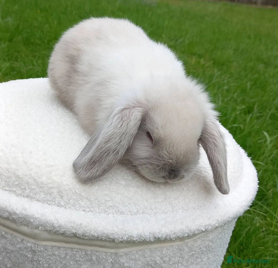 Mini Lop rabbits for sale: Beautiful Baby Mini Lop - Advert 1