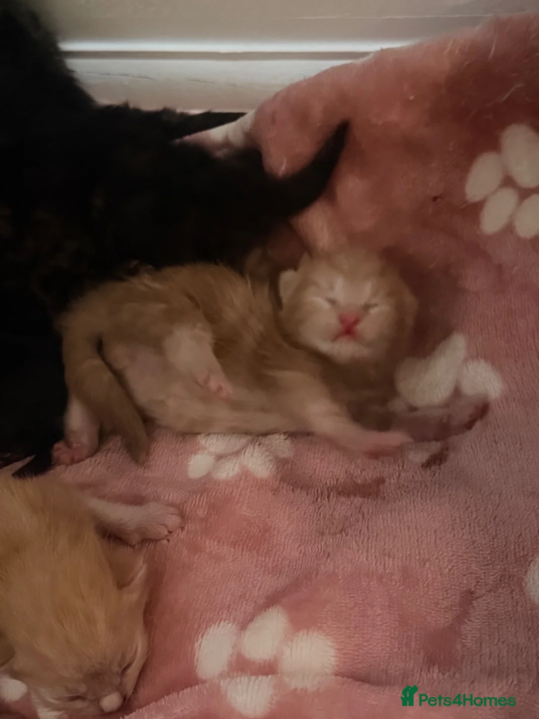 British Shorthair cats for sale: Kittens - Advert 2