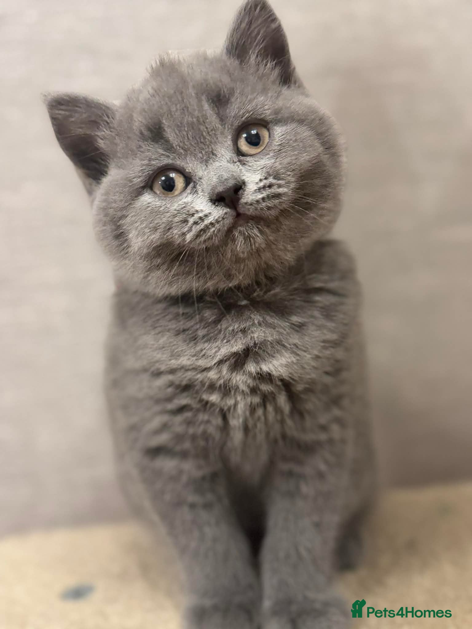 British Shorthair cats 🐾 Beautiful 7 British Shorthair Kittens 🐾  - Advert 13