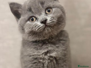 British Shorthair cats 🐾 Beautiful 7 British Shorthair Kittens 🐾 - Advert 1