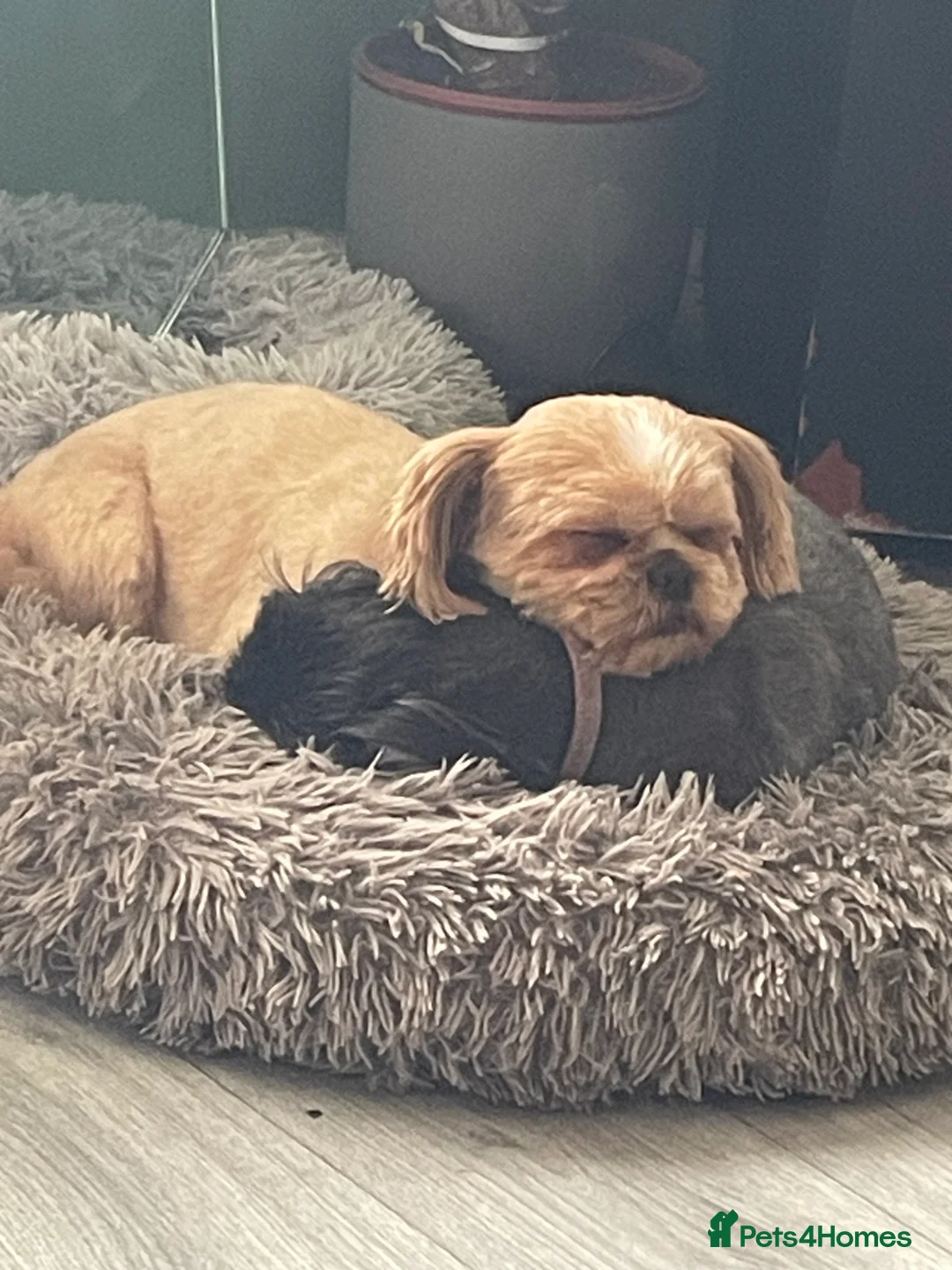 Shih Tzu dogs for stud: Beautiful stud in Birmingham - Advert 2