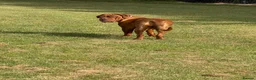 Dogue De Bordeaux dogs for sale: Belgiums Bordeaux’s  in Edinburgh - Advert 22