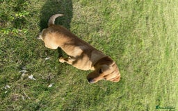 Labrador Retriever dogs for stud: Proven Stud, Fully Health Tested.  . in Tonbridge - Image 4