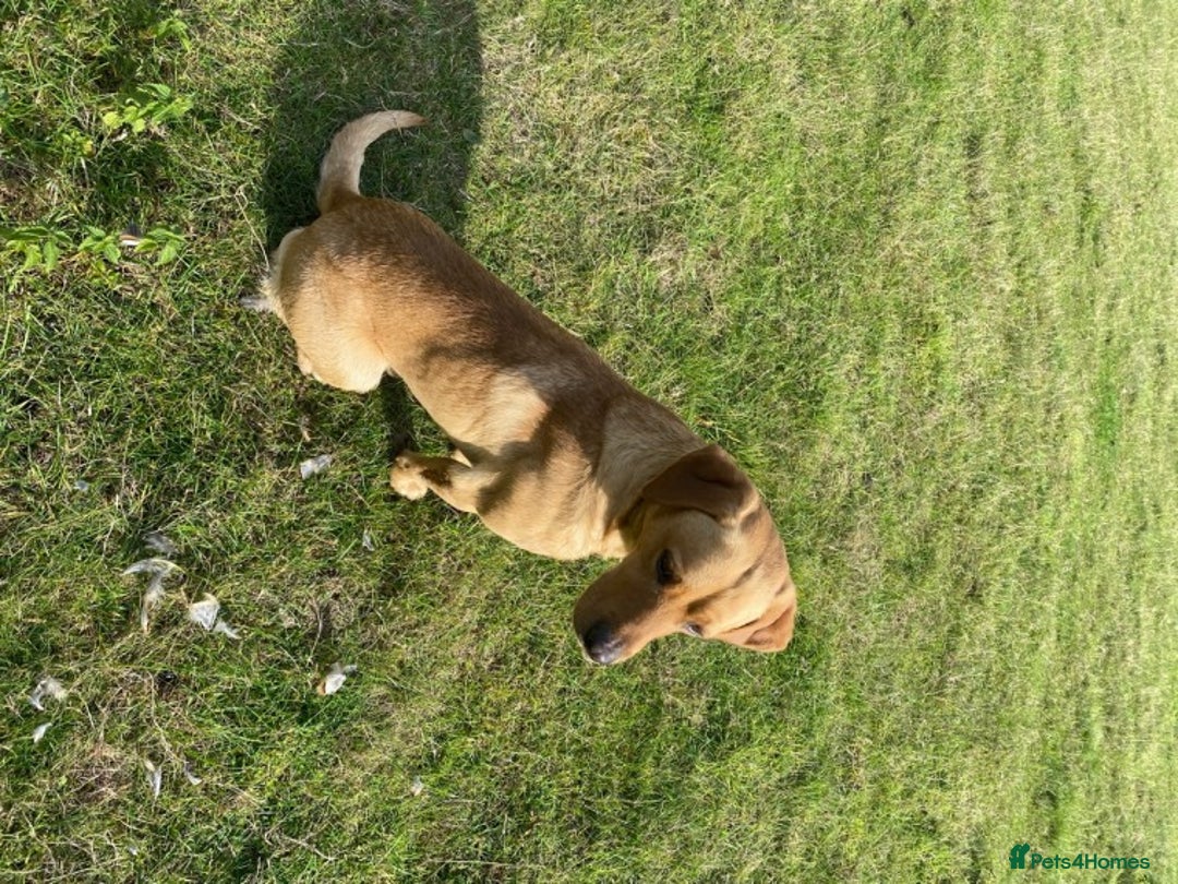 Labrador Retriever dogs for stud: Proven Stud, Fully Health Tested.  . in Tonbridge - Image 4