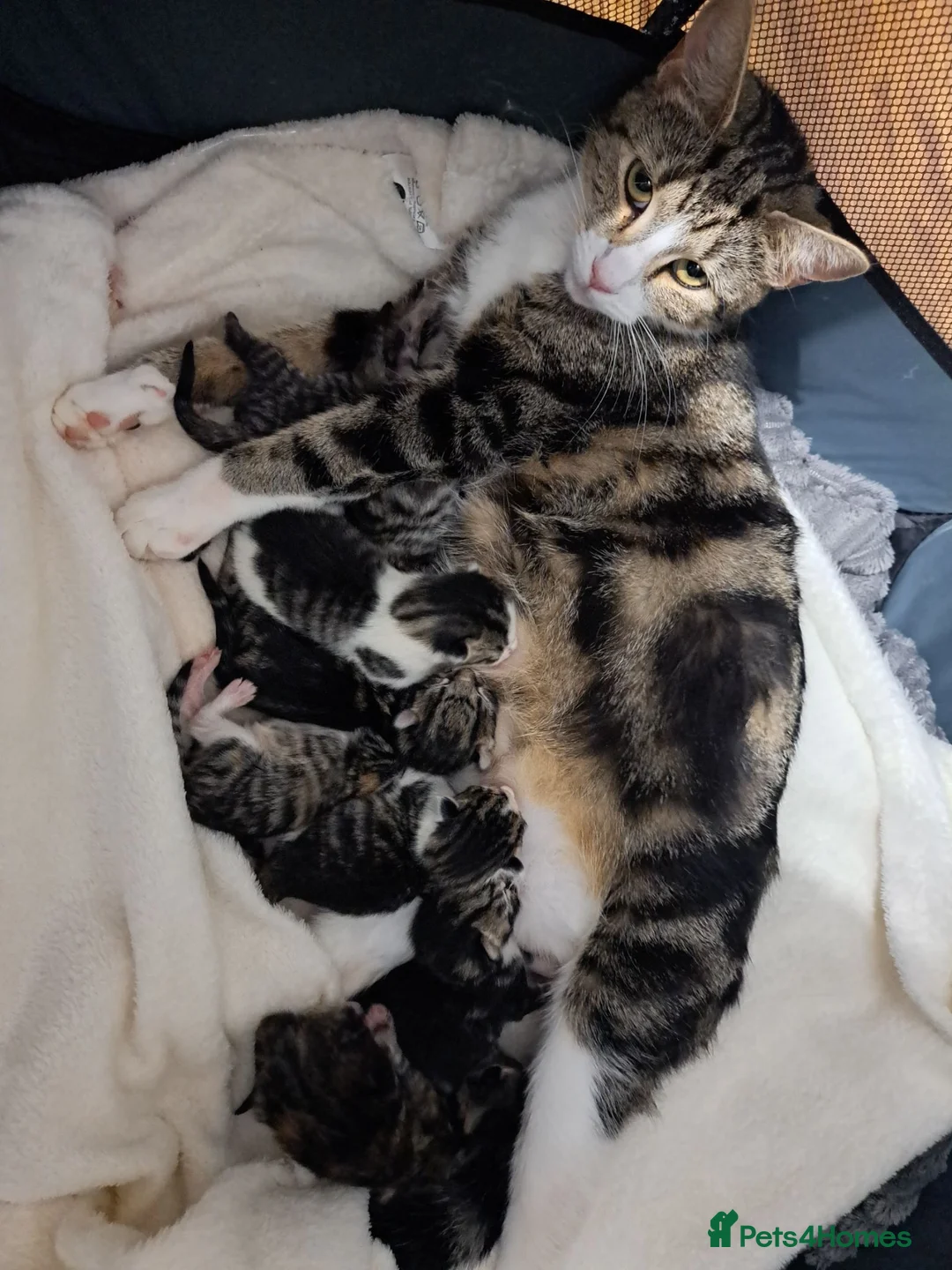 Mixed Breed cats for sale: Kittens - Advert 12