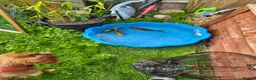 Koi Carp fish for sale: Various Koi  - Advert 1