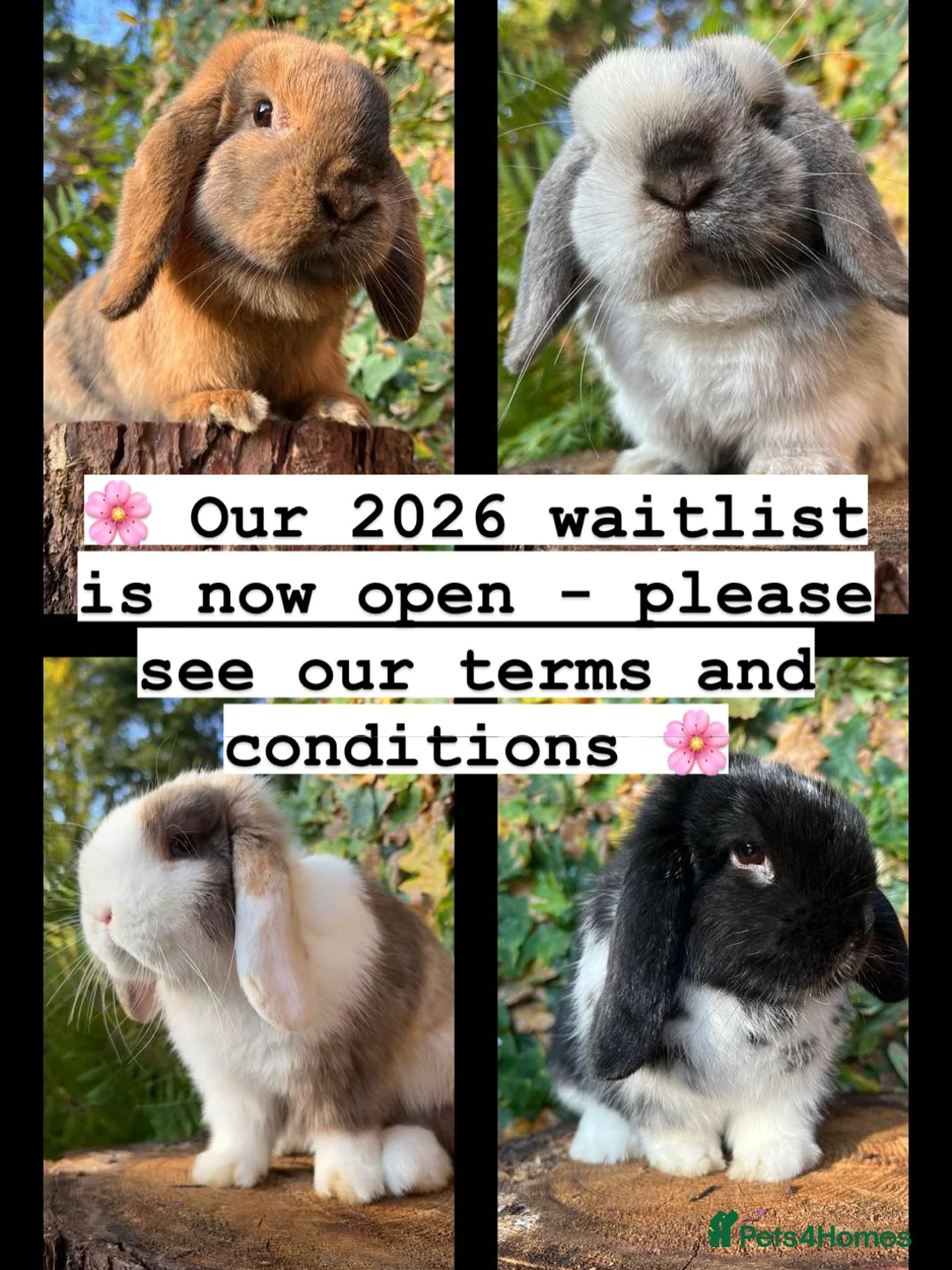 Mini Lop rabbits for sale: Mini Lop Rabbits for sale  - Advert 1