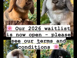 Mini Lop rabbits Mini Lop Rabbits for sale - Advert 15