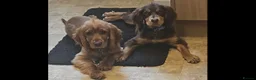Cocker Spaniel dogs for sale: Beautiful cocker spaniels  - Advert 3