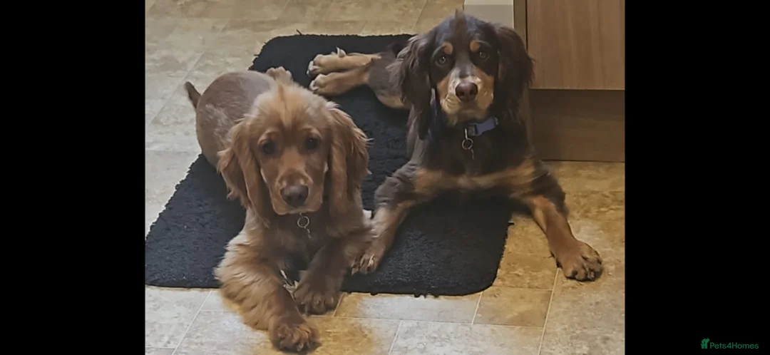 Cocker Spaniel dogs for sale: Beautiful cocker spaniels  - Advert 3