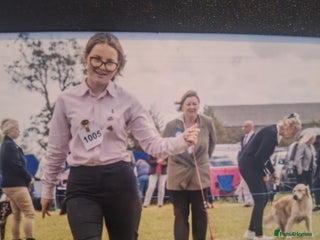 Pomeranian dogs Tiny Pomeranian Pups - Advert 3