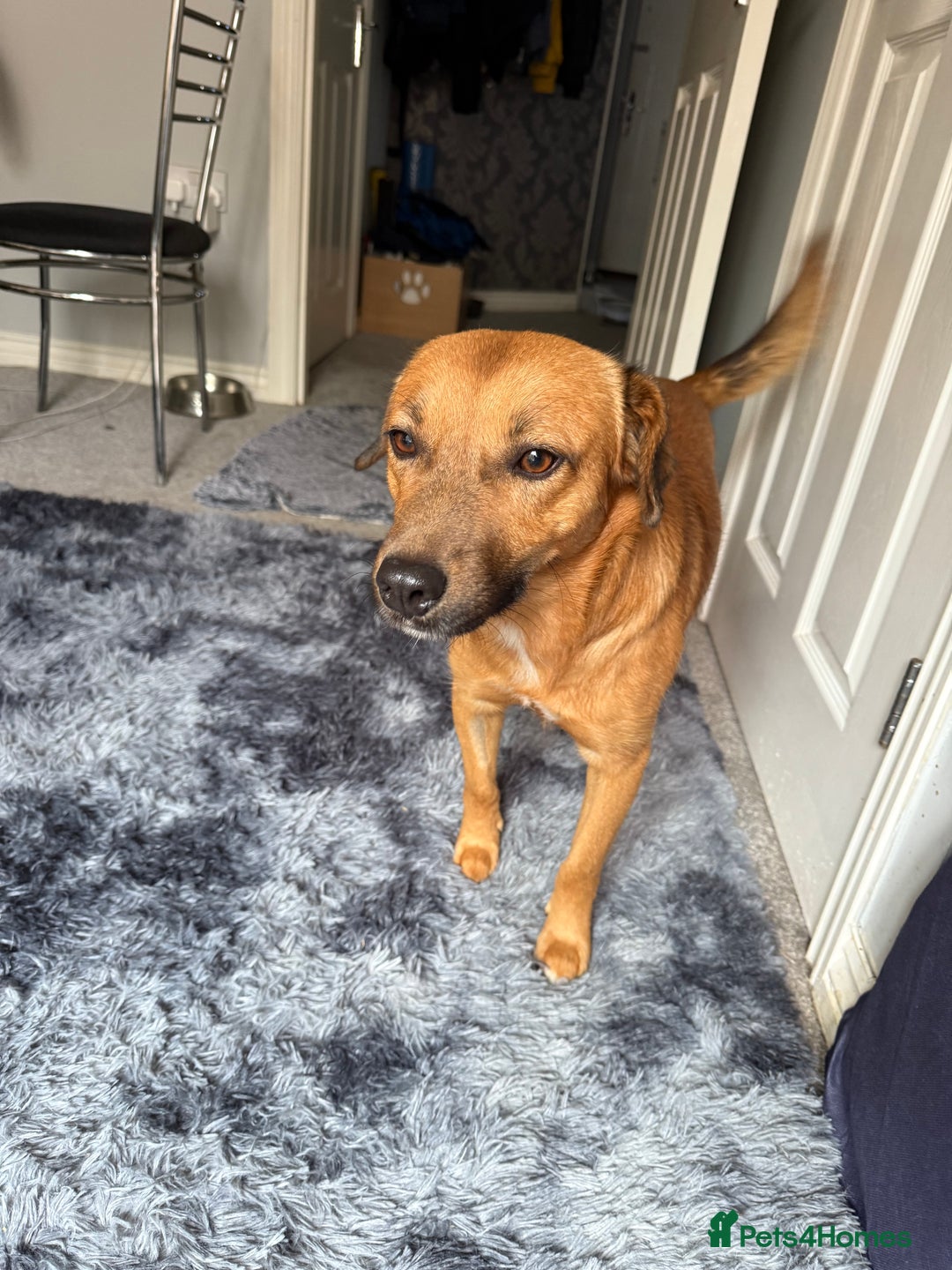 Mixed Breed dogs for adoption: Cute Marshall looking for LOVE - Image 6