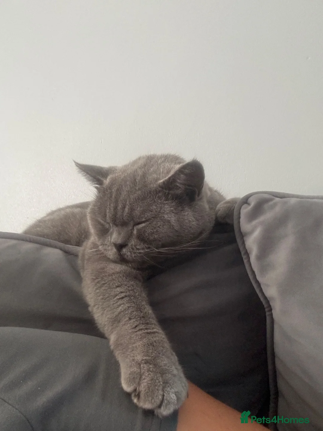 British Shorthair cats for sale: Scarr  in South Ockendon - Advert 2
