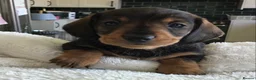 Miniature Dachshund dogs for sale: SOMETHING A LITTLE DIFFERENT..MINI DACHSHUNDS  - Advert 20