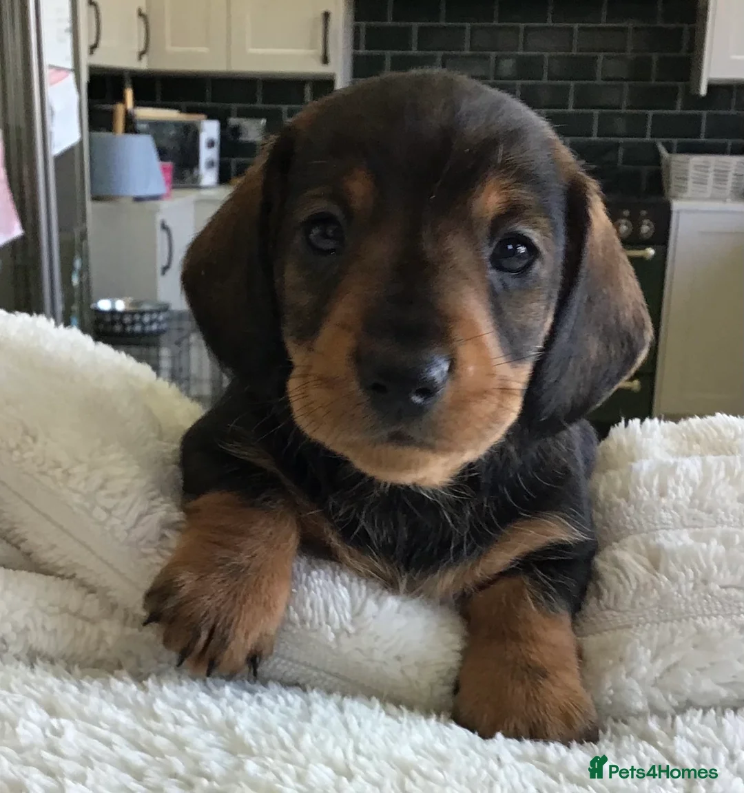 Miniature Dachshund dogs for sale: SOMETHING A LITTLE DIFFERENT..MINI DACHSHUNDS  - Advert 20
